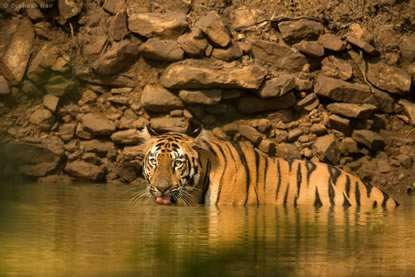 Maharashtra Tiger Trail
