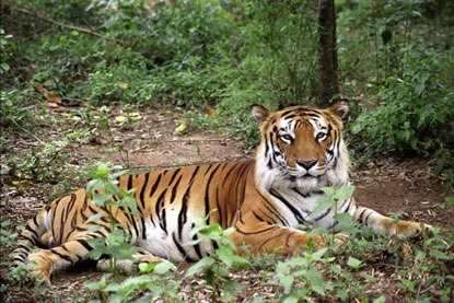 5D Adventurous Buxa Tiger Reserve